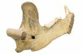 Fossil Cave Bear (Ursus spelaeus) Lower Jaw - Romania #240196-6